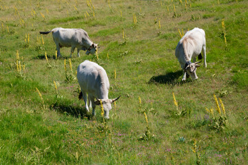 three cows eating grass at campo imperatore abruzzo