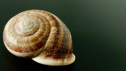 Schneckenhaus, Nahaufnahme, See- oder Landschnecke
