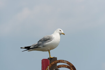 seagull on a post