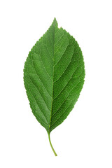 green cherry leaf, isolate on a white background