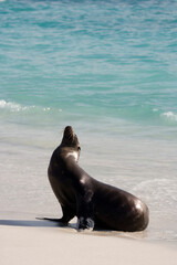 Fototapeta premium Galapagos Sea lion ( Zalophus wollebacki ) on a beach at Gardner Bay, Espanola Island, Galapagos, Ecuador