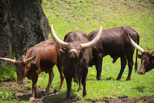 Herd of Ankole-Watusi lying in the grass