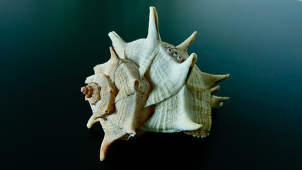 Schneckenhaus, Nahaufnahme, See- oder Landschnecke