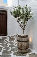 Olive tree in wooden barrel on street at Paros island, Naoussa village, Cyclades, Greece. Vertical.
