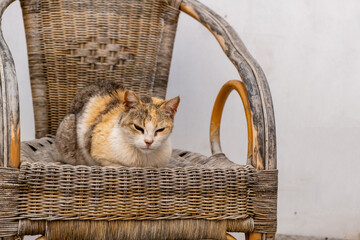 One domestic Aegean cat sitting on wicker armchair at Paros island, Naoussa village Cyclades Greece. - obrazy, fototapety, plakaty