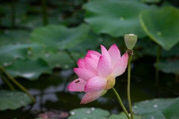 꽃잎에 빗물이 맺힌 핑크색 연꽃