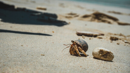 Hermit crabs have light brown carapace on the sandy beach.