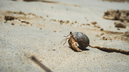 Hermit crabs have light brown carapace on the sandy beach.