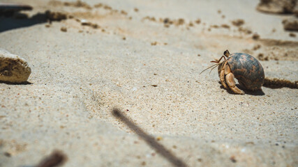 Hermit crabs have light brown carapace on the sandy beach.