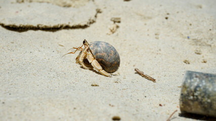 Hermit crabs have light brown carapace on the sandy beach.