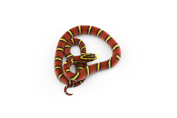 Burmese Bella Rat Snake isolated on white background