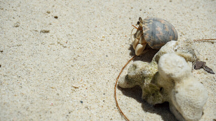 Hermit crabs have light brown carapace on the sandy beach.