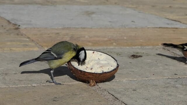 Great Tit feeding from Insect Coconut Suet Shells 