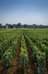 Fototapeta na wymiar vineyard in burgundy region France
