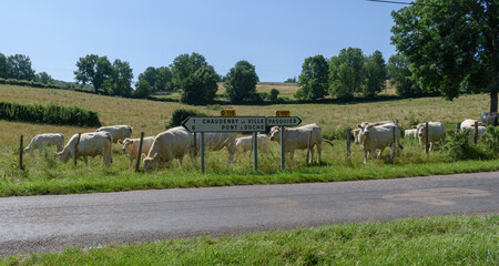 herd of charolais cows on a  meadow with road signs