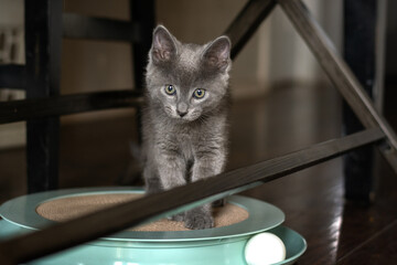 Tiny gray kitten playing. 