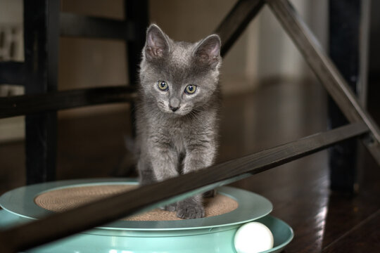 Tiny gray kitten playing. 