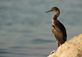 Portrait of a Socotra cormorant at Busaiteen coast, Bahrain