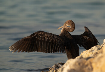 Socotra cormorant at Busaiteen coast, Bahrain