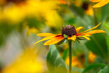 Yellow and Orange Echinachea Cone Flower in full bloom