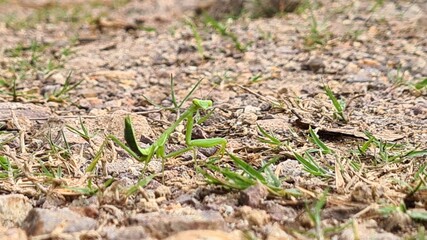 lizard on the ground