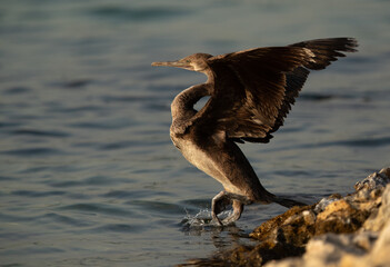 Socotra cormorant moving in water at Busaiteen coast, Bahrain