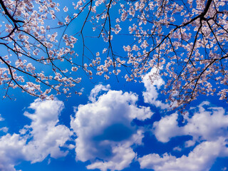 雲と桜と青空と