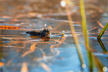 Fire Frog Common Toad - Bombina bombina lies on the surface of a pond. The photo has a beautiful...