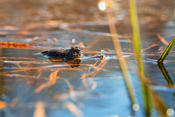Fire Frog Common Toad - Bombina bombina lies on the surface of a pond. The photo has a beautiful bokeh.