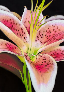 Pink and white Stargazer Lily in full bloom