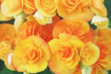 Fototapeta premium Blooming Orange Begonia Flowers in the Garden