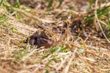 Common toad frog - Bufo bufo at mating time.