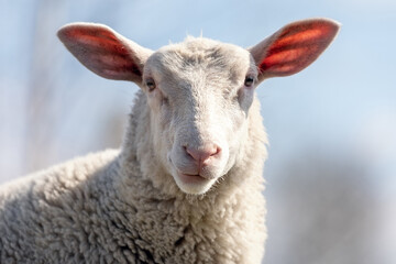 White sheep looking at the camera in a blue sky background