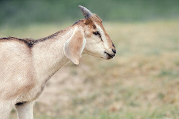 Charming goatling with small horns grazing in field