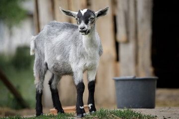 Gray goatling came to the gazebo to drink water