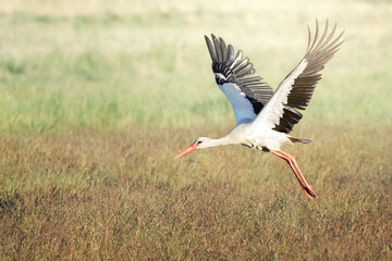 A white Lithuanian stork rising to flight