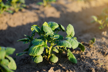 Young potato bush on a farm plantation. Agribusiness organic farming. Landscape with agricultural land. Vegetable rows at morning sunrise. Olericulture. Agriculture and agro industry.
