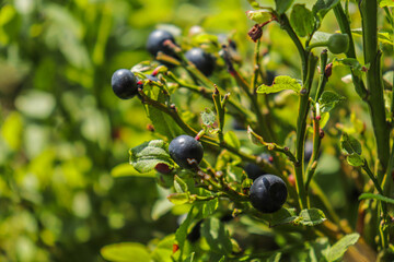 Fresh organic blueberries on the bushes.