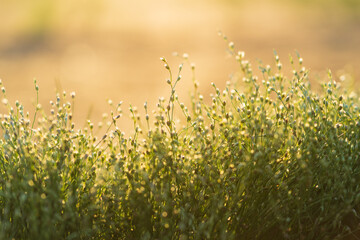 Small green wildflowers or grass meadow on golden hour sunset or sunrise time. Autumn fall nature field background. Golden evening on the meadow
