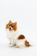 Photography pet studio photo dog