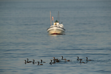 Socotra cormorants siwwning at Busaiteen coast with  fishing boast at the backdrop, Bahrain