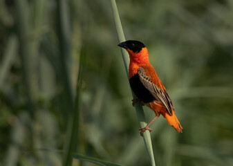 Closeup of a Southern Red Bishop on weeds at Adhari, Bahrain