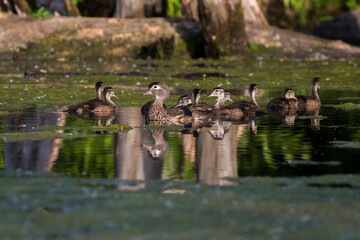 wood duck or Carolina duck (Aix sponsa) with babies