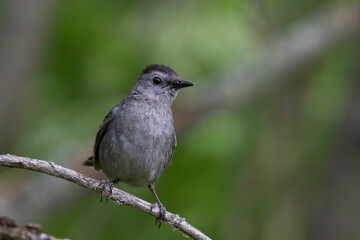  gray catbird (Dumetella carolinensis) in summer