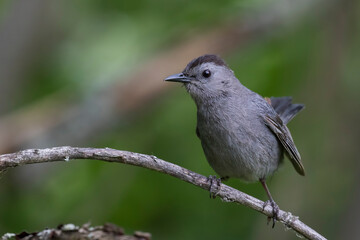  gray catbird (Dumetella carolinensis) in summer