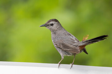  gray catbird (Dumetella carolinensis) in summer