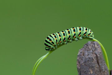 Papilio machaon, the Old World swallowtail caterpillar