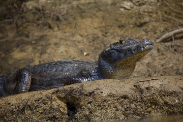 Closeup side on portrait of Black Caiman (Melanosuchus niger) resting on riverbank eye looking at camera, Bolivia