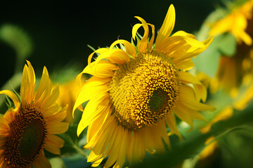 Yellow sunflower flower in bright sun