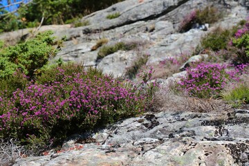 Cold-hardy plant species in Norway